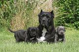 CANE CORSO 1278